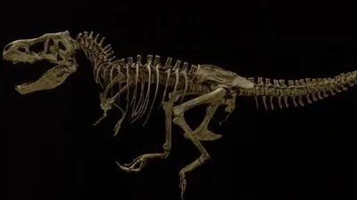 Nêutrons revelam vasos sanguíneos preservados em costela de T. rex