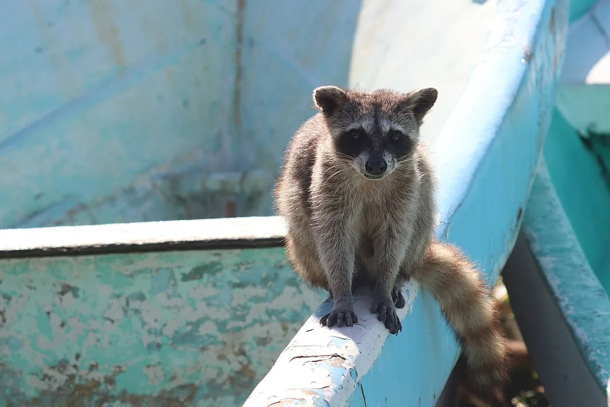 Bolas de papel feitas por guaxinins-pigmeus indicam aprendizado social em Cozumel