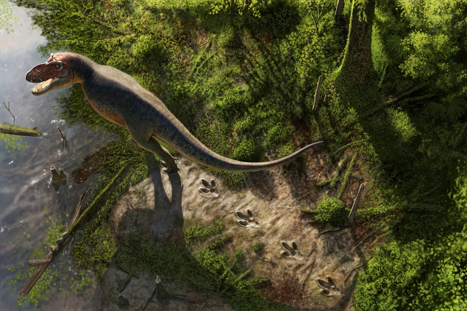 Trilha com quatro pegadas é atribuída a um T. rex adulto