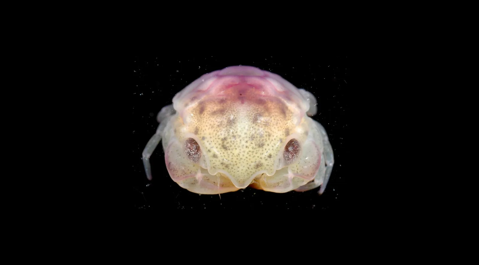 DNA revela três espécies de caranguejos sobre cobras em mar aberto