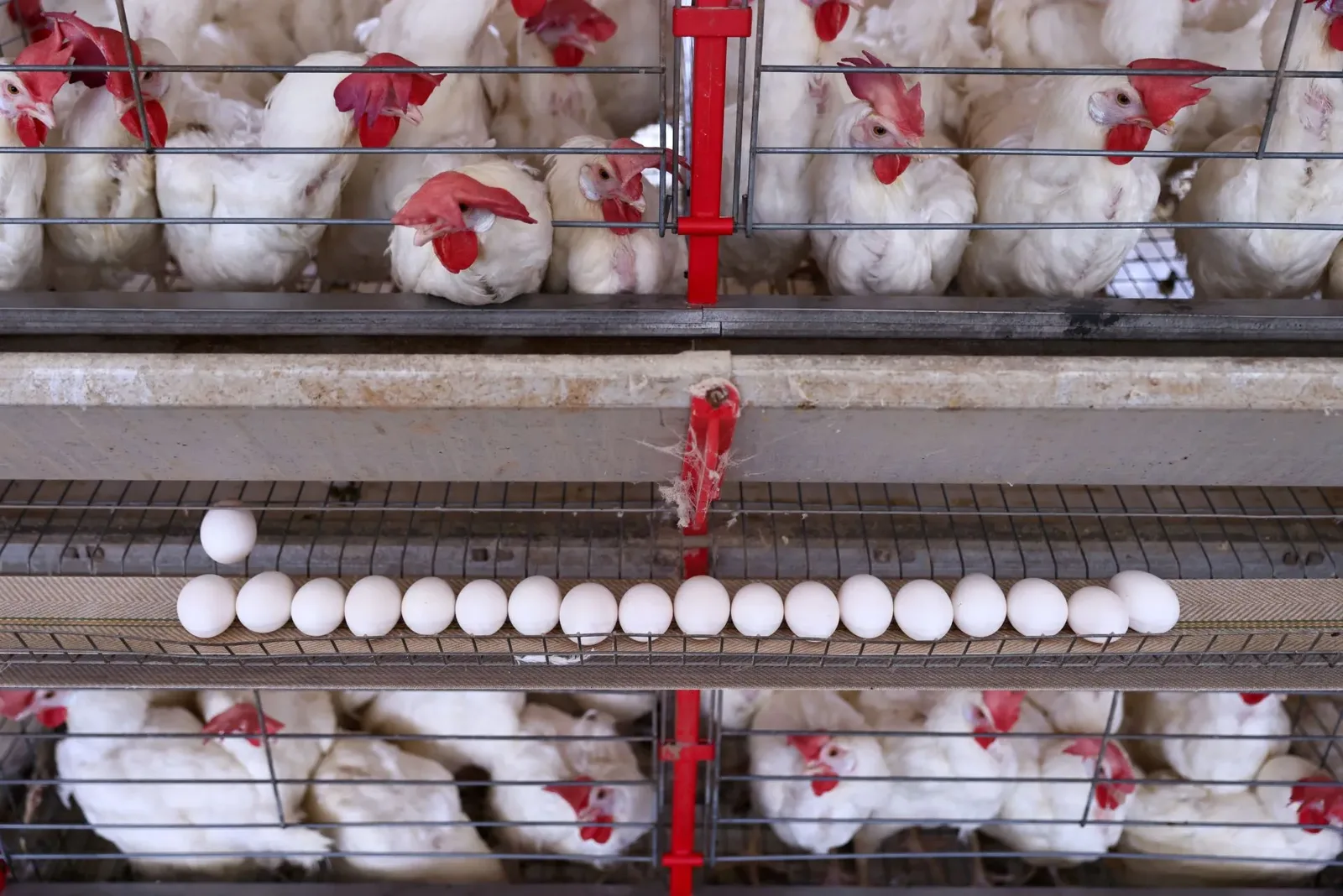 Frango ganha força nas exportações em agosto, enquanto carne bovina recua