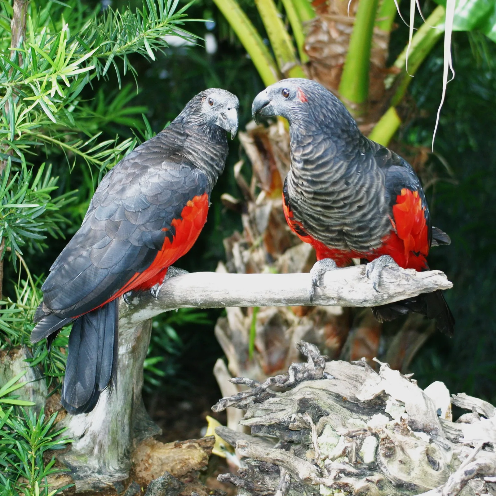 Papagaio-drácula combina plumagem escura, vermelho intenso e dieta de frutas