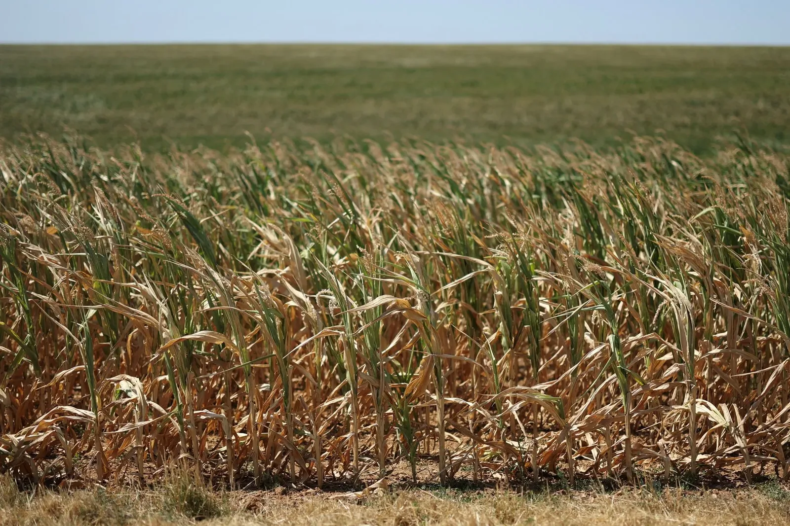 Calor antecipa maturação e colheita de grãos na Europa em 2026