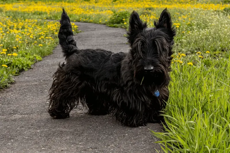 Cinco raças de cachorro com origem na Escócia
