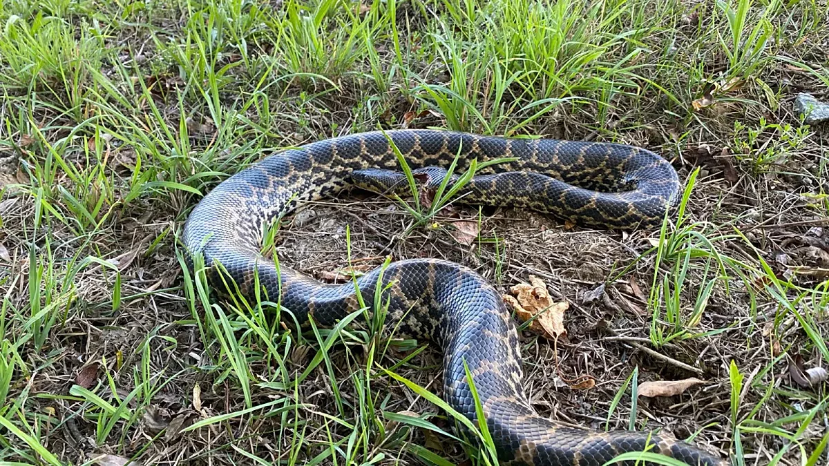 Anaconda de mais de dois metros é encontrada às margens do Danúbio