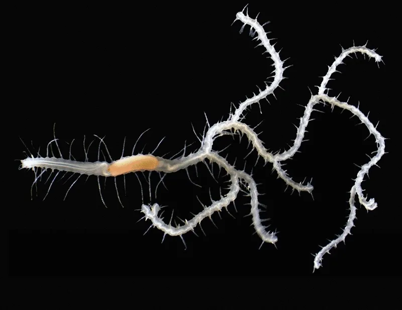 Estudo identifica pelo menos dez prováveis espécies de vermes marinhos